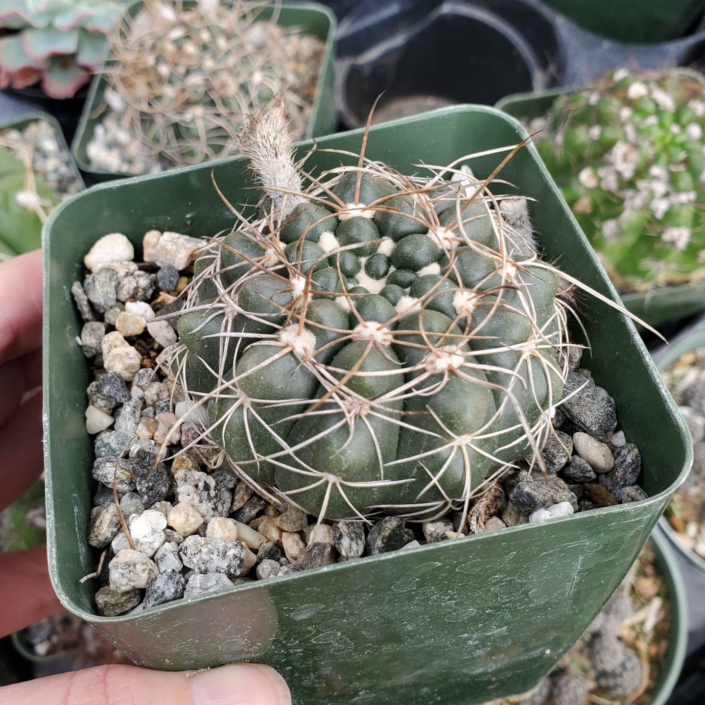 Gymnocalycium anisitsii